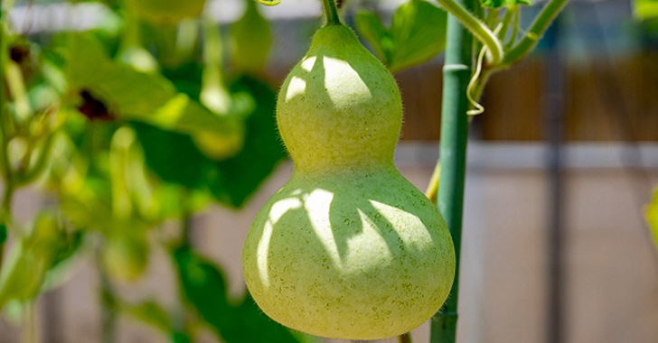 ジャンボひょうたんの種一覧 | 野菜の育て方・栽培方法 | 初心者向け